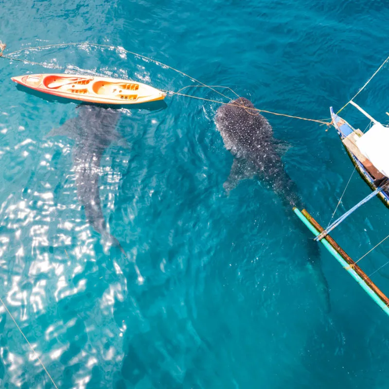 Boats risking the safety of whale sharks