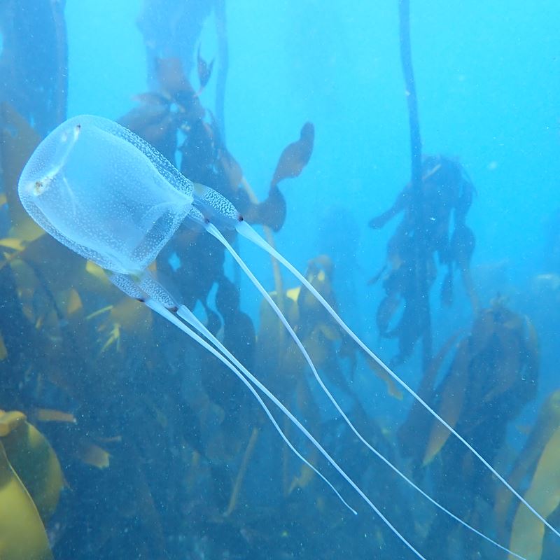 A box jellyfish swimming