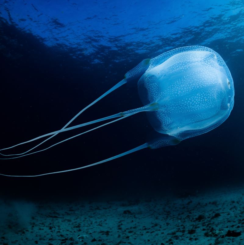 A box jellyfish swimming in dark waters