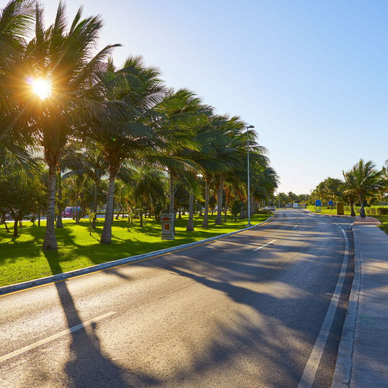 Beautiful road by the Palm Trees in Cancun