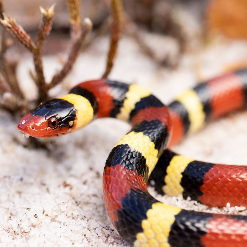A coral snake 