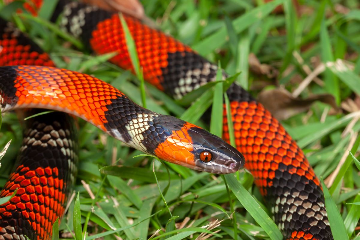 Dangerous Wildlife Cancun Travelers Should Watch Out For While On 