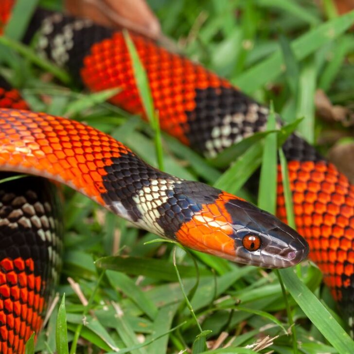 Dangerous Wildlife Cancun Travelers Should Watch Out For While On ...