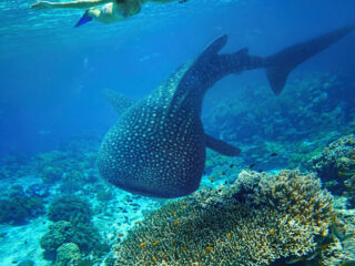 Isla Mujeres Whale Shark Tours To Be Restricted According To Officials