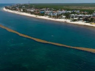 Mexican Navy Installs Sargassum Barriers In These Mexican Caribbean Hotspots