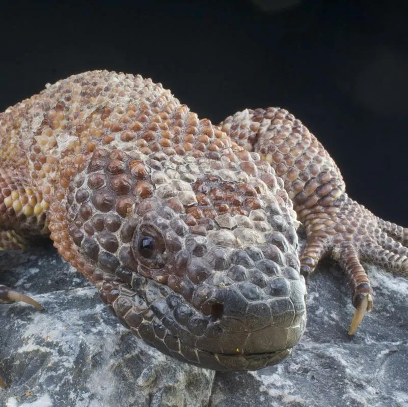 A mexican beaded lizard