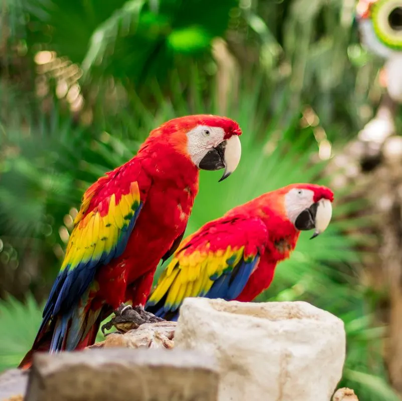Colourful tropical birds at a resort in the Riviera Maya