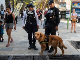 Playa del Carmen tourist can expect to see K-9 units as security reinforced