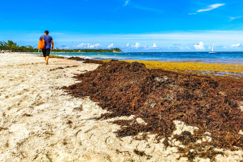 Playa del Carmen To Install New Sargassum Barriers This Month To Keep Beaches Clean