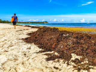 Playa del Carmen To Install New Sargassum Barriers This Month To Keep Beaches Clean