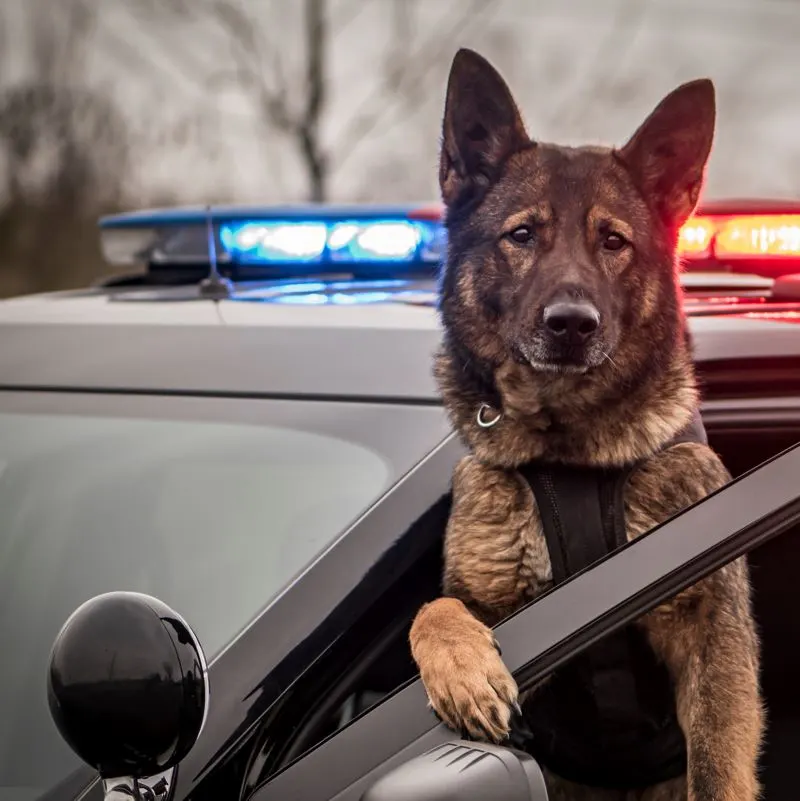 police dog