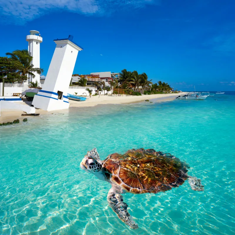 Puerto Morelos- Turtle by the beach