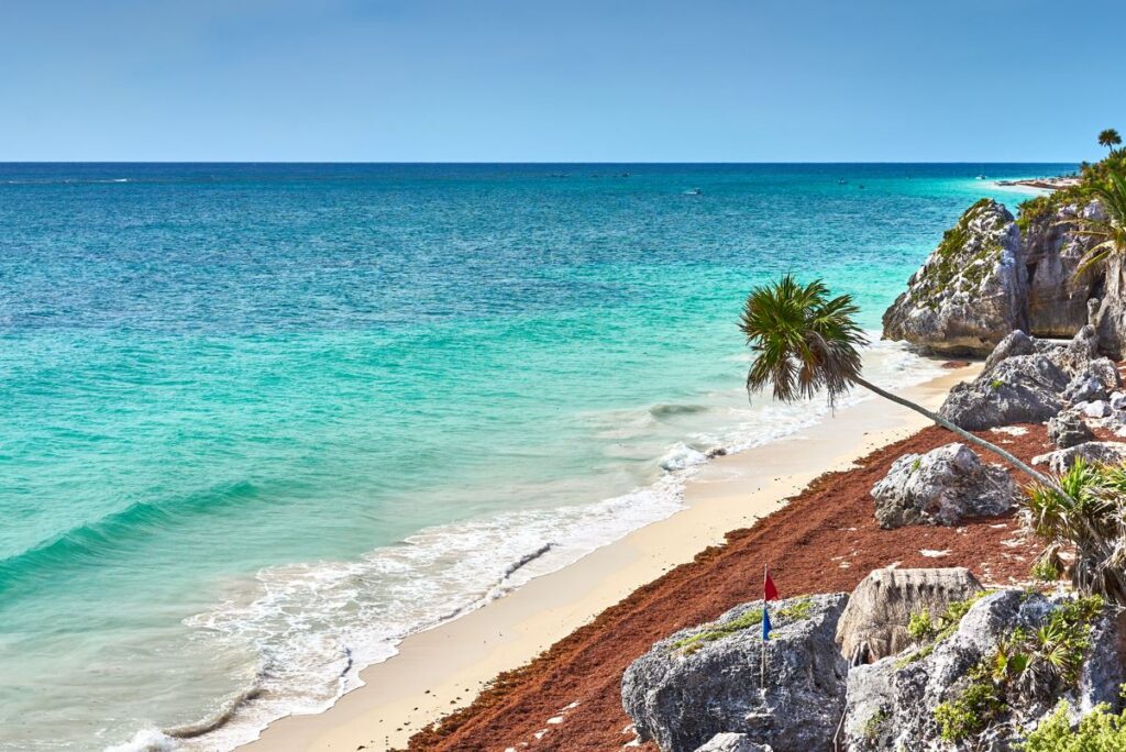 Riviera Maya To See Record Sargassum Arrival This Summer