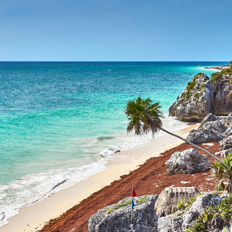 Riviera Maya To See Record Sargassum Arrival This Summer