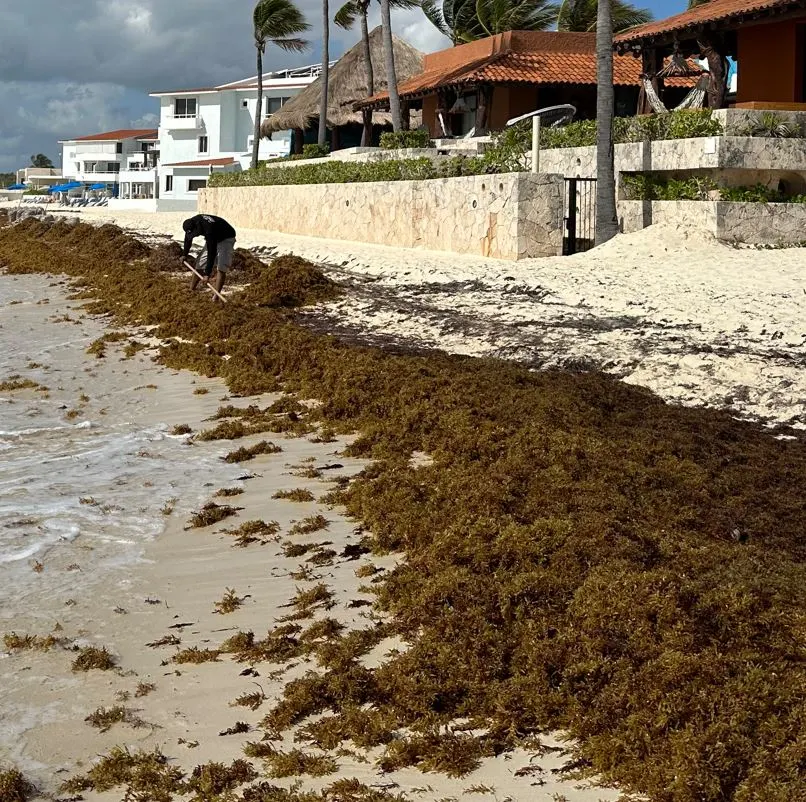 Sargassum on playa del carmen beach