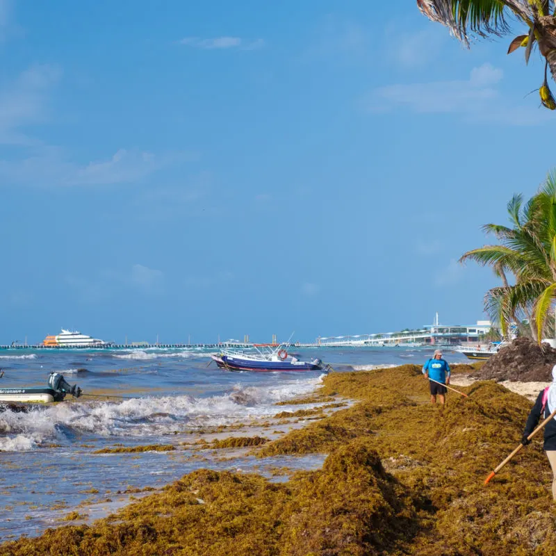 Massive amount of sargassum seaweed in Playa del Carmen 