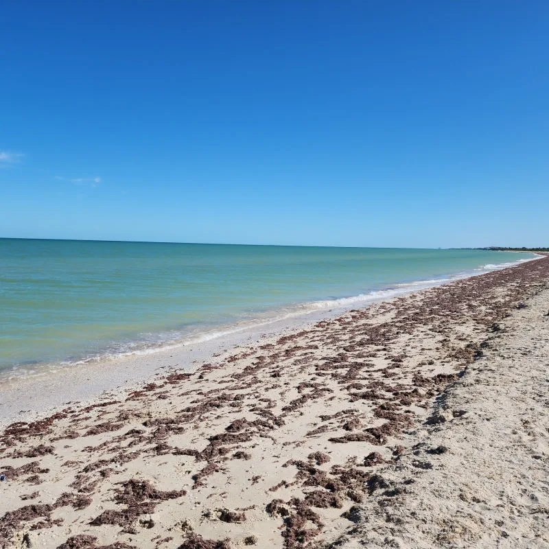 Sargassum on a small beach in the Mexican Caribbean 