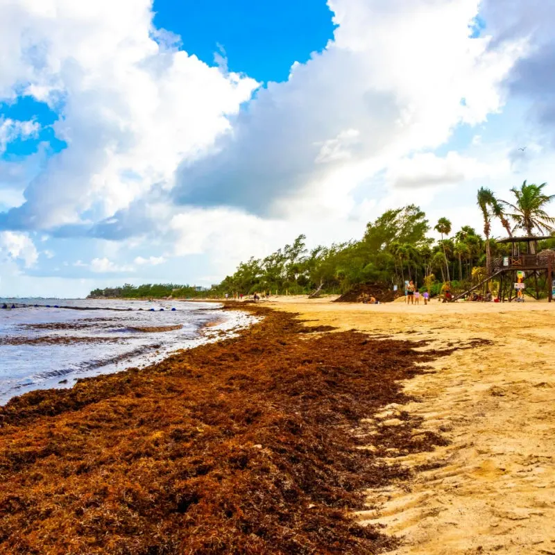 Sargassum on a Beach in Playa del Carmen