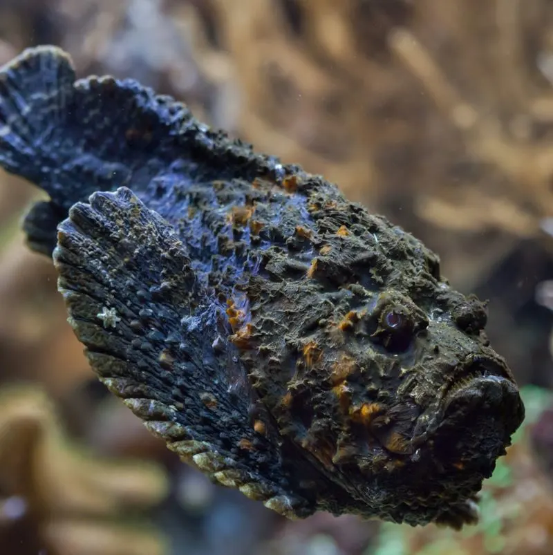 A stonefish swimming