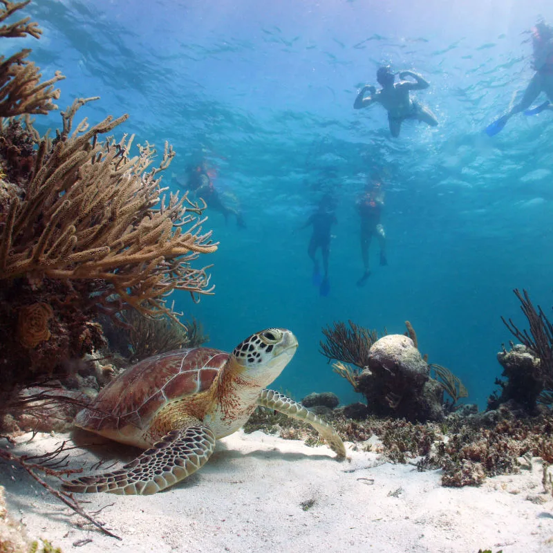 Underwater scenery in the Riviera Maya with a sea turtle and divers