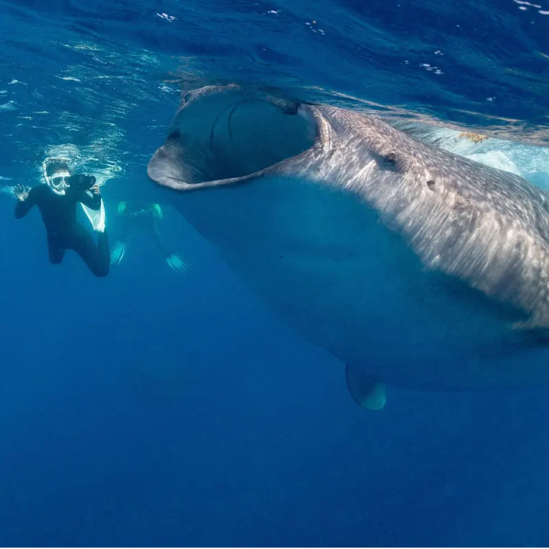 A large whale shark with a diver in Isla Mujeres