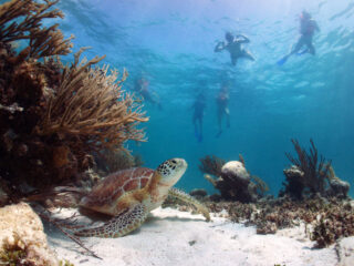 A sea turtle in Akumal with divers
