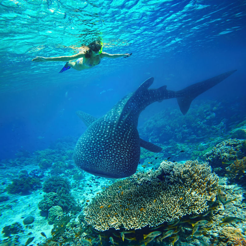 A young girl snorkling very close on top of the whale shark 