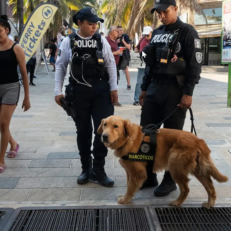 local police with k9 on a busy street in Mexican Caribbean 