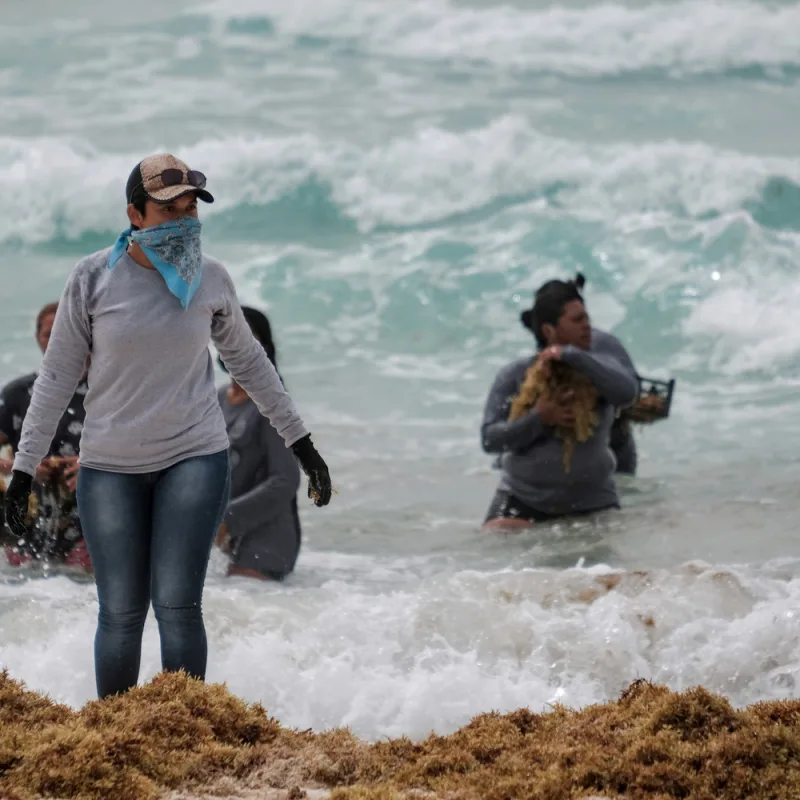 sargassum clean up in cancun