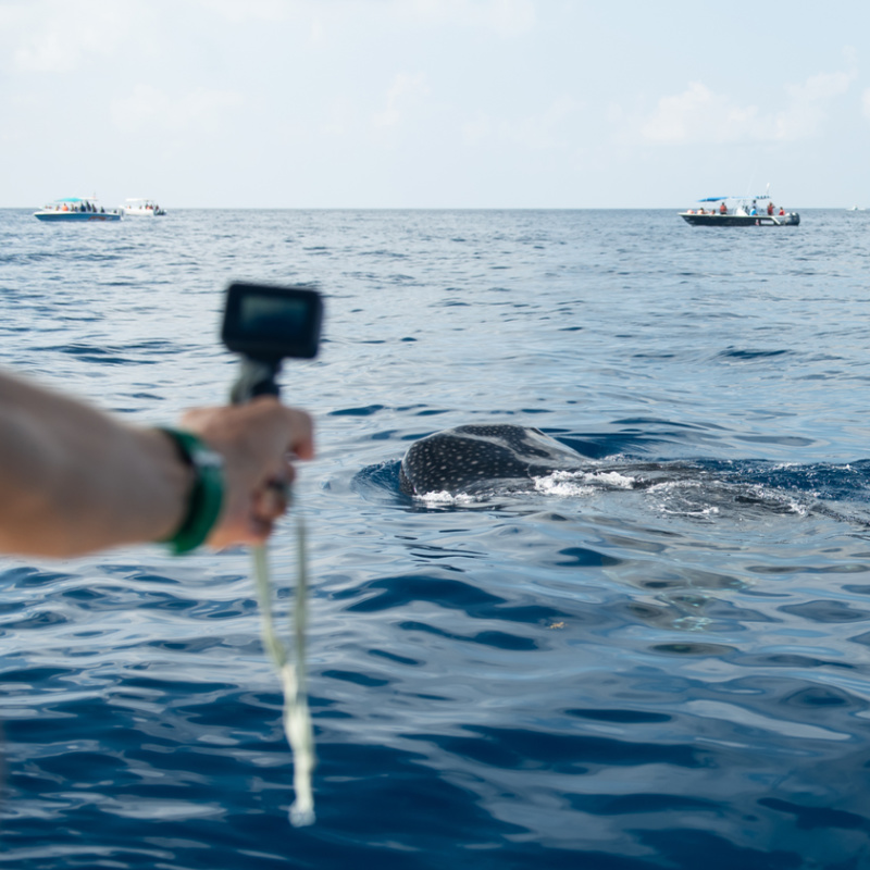 go pro and whale shark