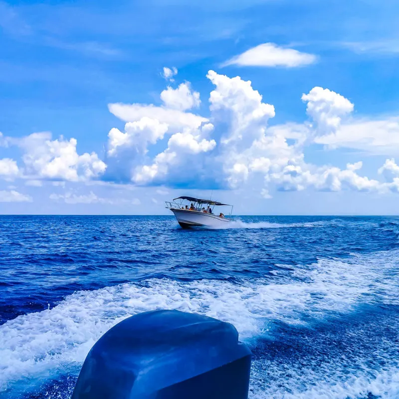 boat tour to see the whale sharks