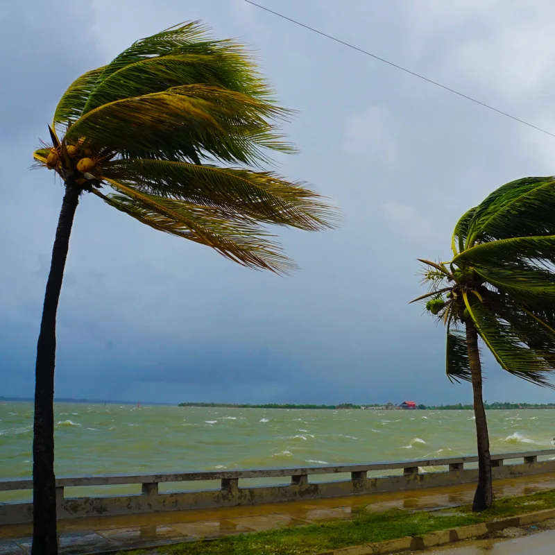 palm trees in a storm