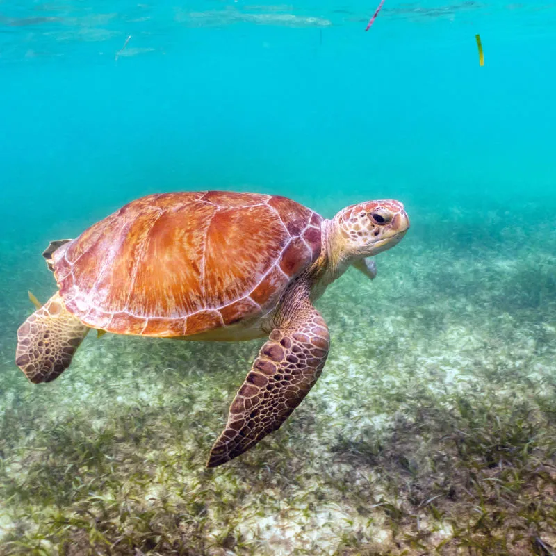 A sea turtle in Akumal swimming in blue water