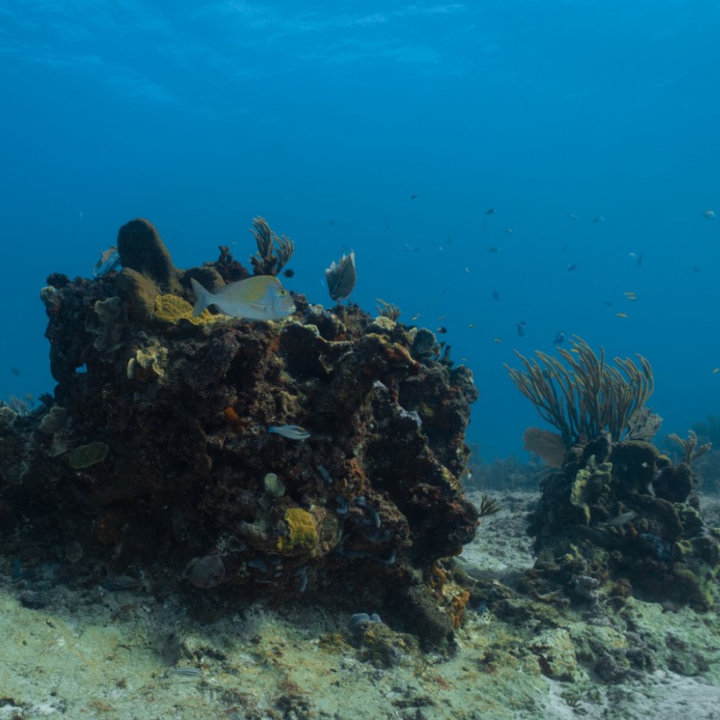 Coral Reef in Puerto Morelos, Mexico