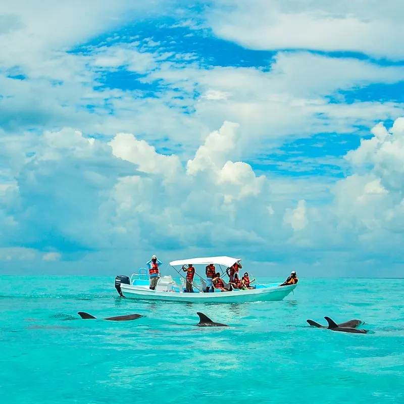 Dolphin pod at Punta Allen with tourists watching from a boat