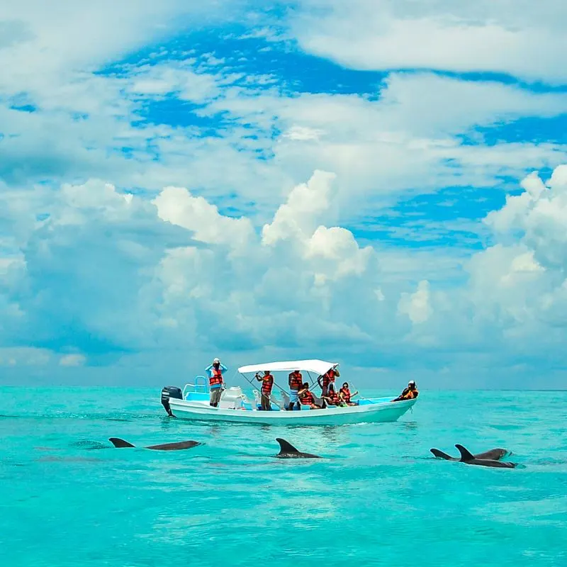 Tourists watching wild dolphins from a boat