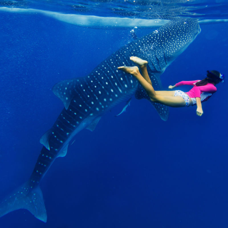 Whale shark with a female traveler