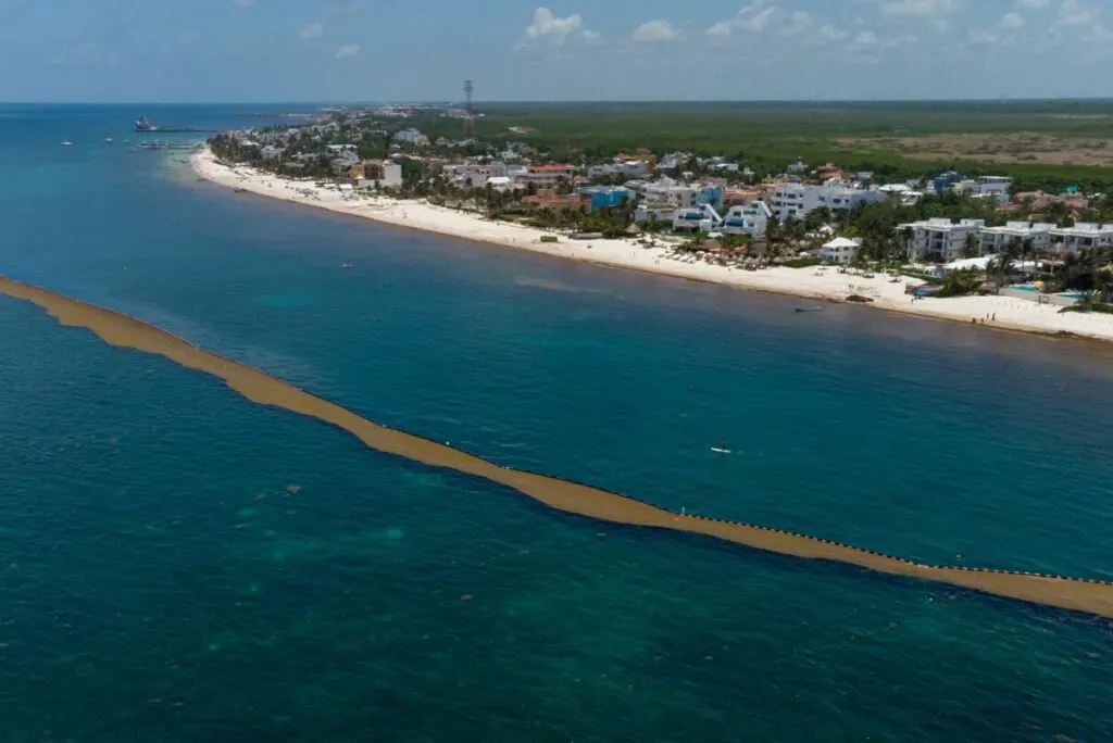 Playa Del Carmen And Tulum Travelers Should Expect Less Sargassum This Summer As Barriers Are Installed