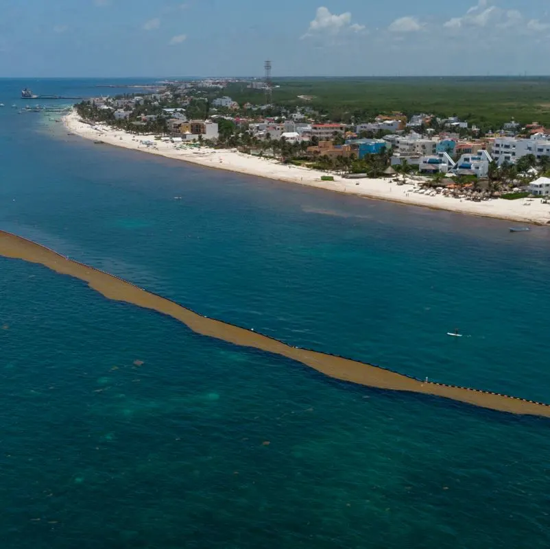 Sargassum barriers holding back a patch from the beach