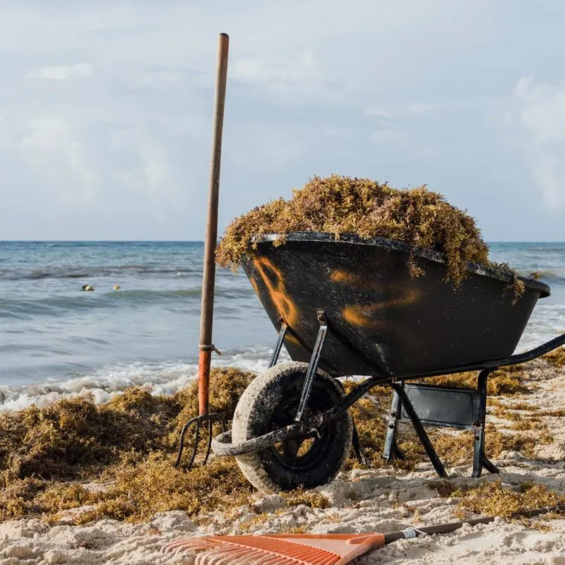A wheelbarrow filled with sargassum