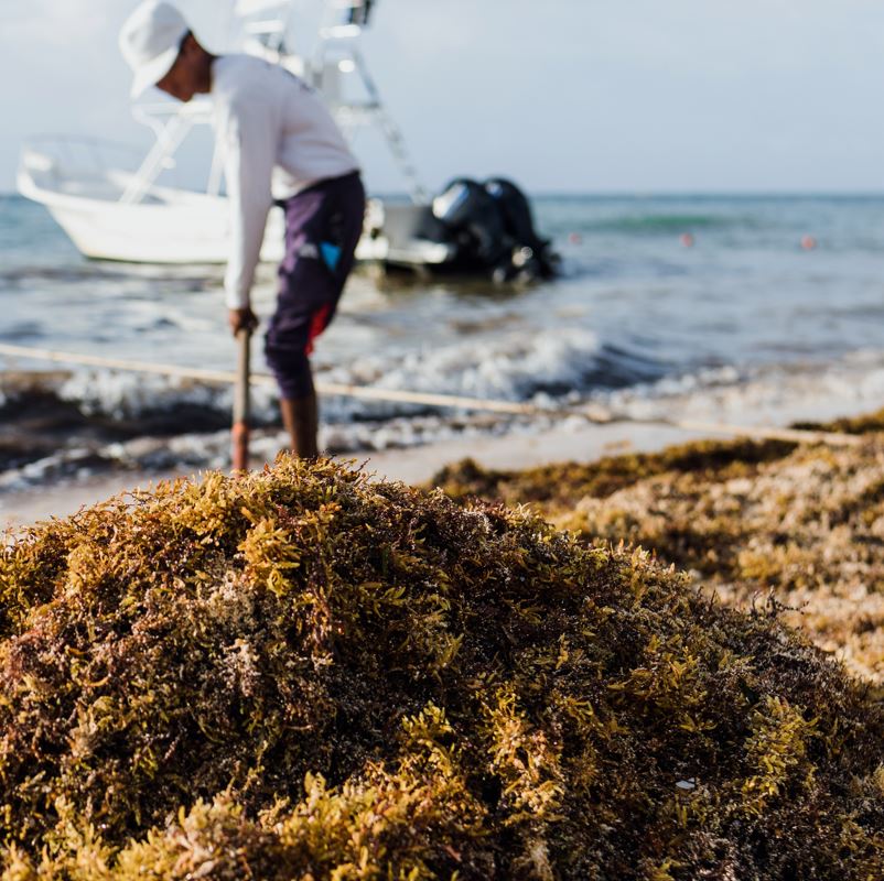 Mexican man cleaning up sargassum on a beach