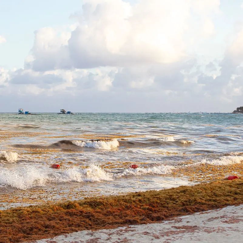 sargassum on a popular Cancun white sand beach 