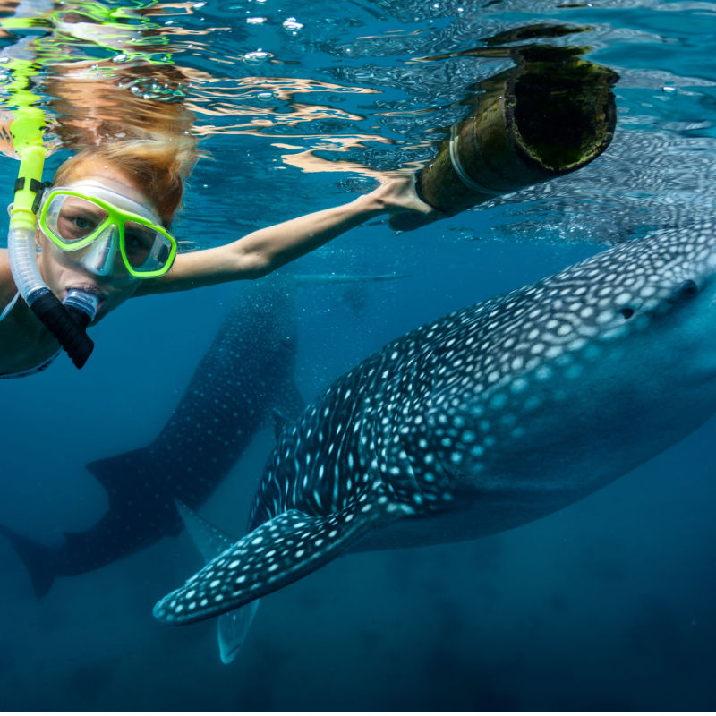 A traveler swimming with whale sharks in Isla Mujeres