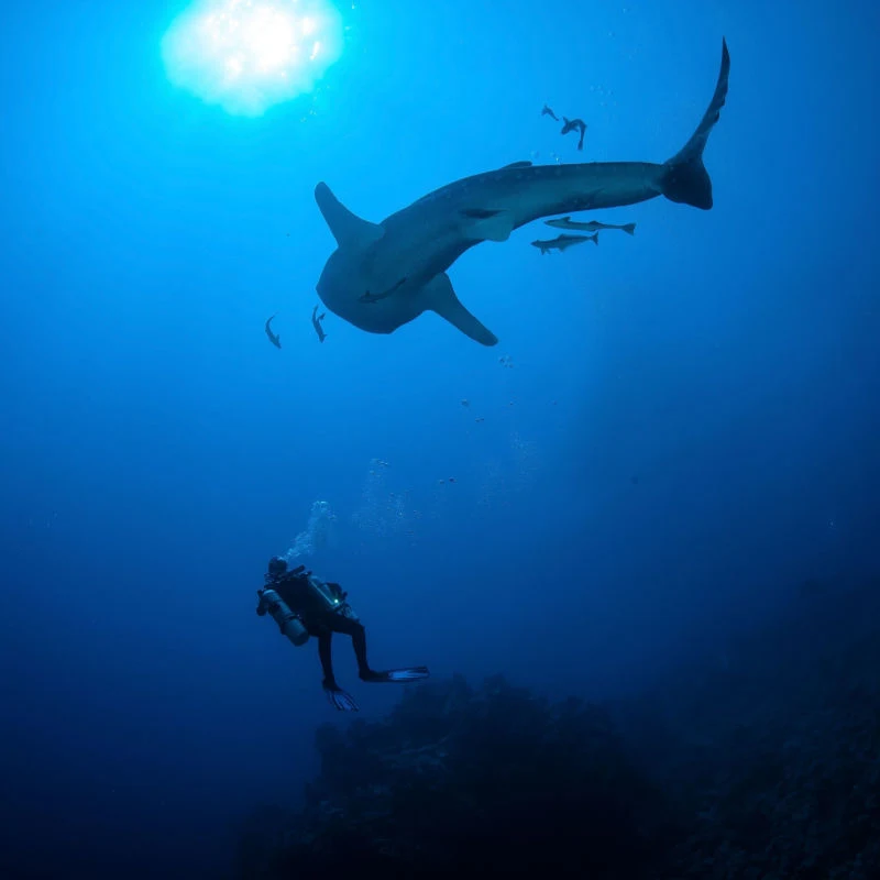 Whale shark in dark blue water 