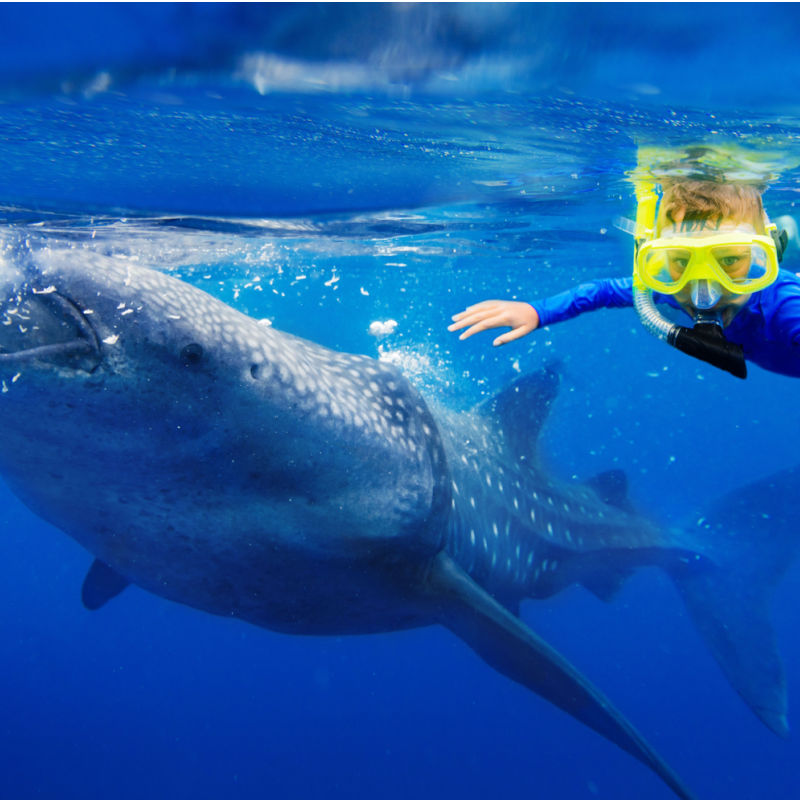 A young boy close to a large whale shark 