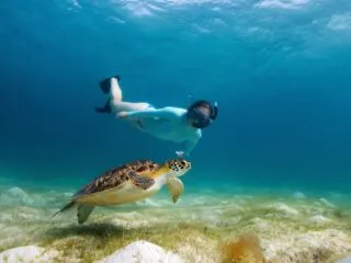 Woman snorkeling with turtle feature