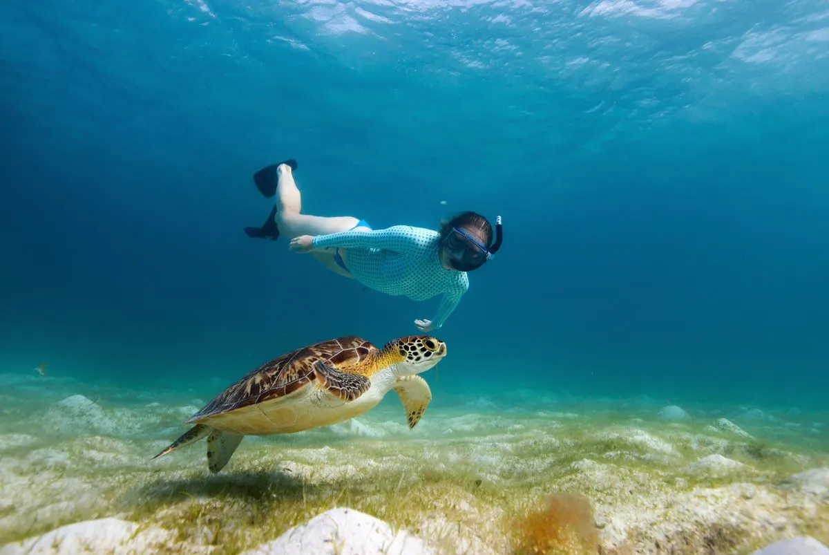 Woman snorkeling with turtle feature