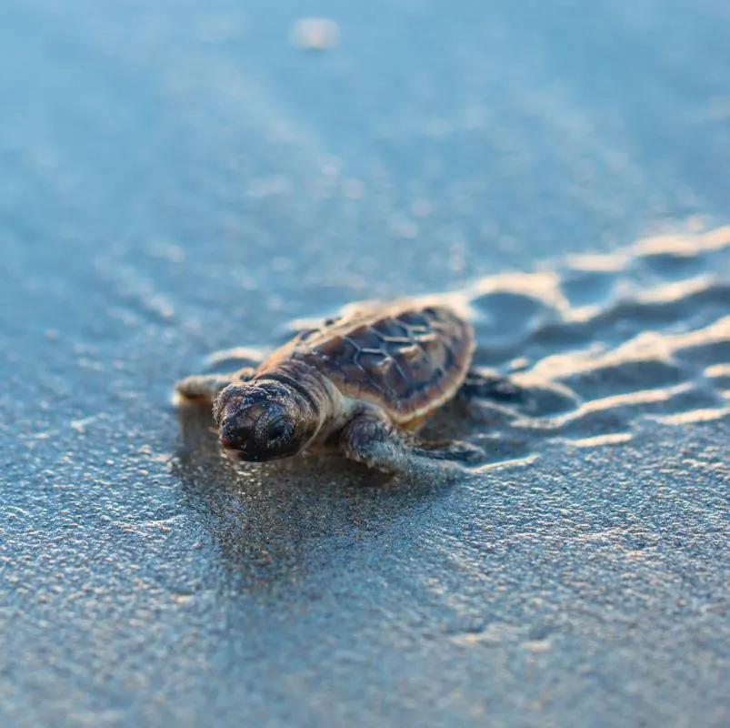 baby turtle