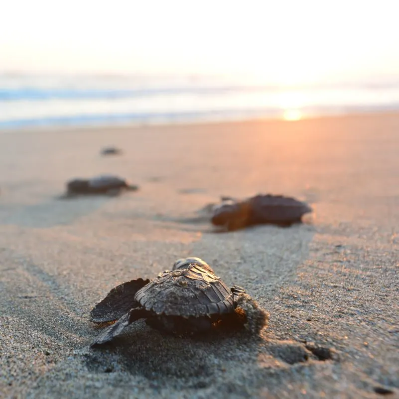 baby turtle