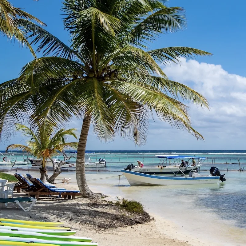 mahahual beach palm tree surf boards sea